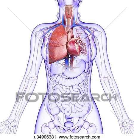 Clip Art - Human cardiovascular system, artwork. Fotosearch
