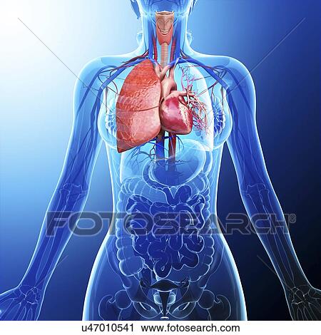 Clip Art - Human cardiovascular system, artwork. Fotosearch