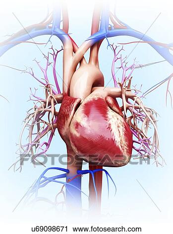 Clip Art - Human cardiovascular system, artwork. Fotosearch