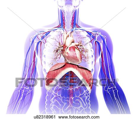 Clip Art - Human cardiovascular system, artwork. Fotosearch