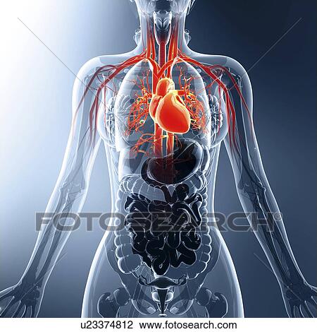 Drawing - Human cardiovascular system, artwork. Fotosearch