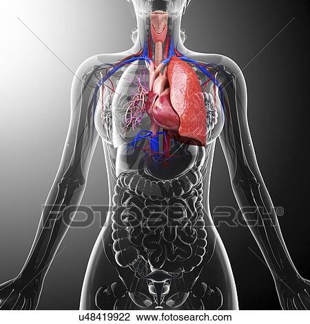 Human cardiovascular system, artwork View Large Illustration Drawing - Human cardiovascular system, artwork. Fotosearch