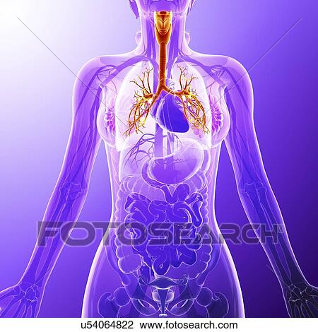 Human cardiovascular system, artwork View Large Illustration Drawing - Human cardiovascular system, artwork. Fotosearch