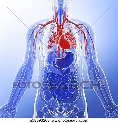Human cardiovascular system, artwork View Large Illustration Drawing - Human cardiovascular system, artwork. Fotosearch