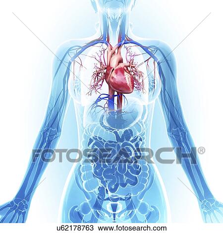 Drawing - Human cardiovascular system, artwork. Fotosearch
