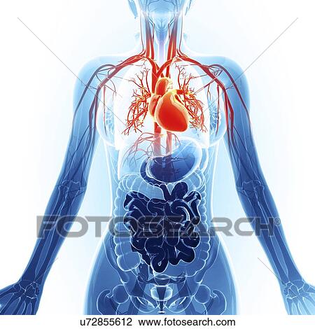 Drawing - Human cardiovascular system, artwork. Fotosearch
