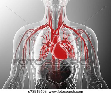 Drawing - Human cardiovascular system, artwork. Fotosearch