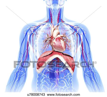 Human cardiovascular system, artwork View Large Illustration Drawing - Human cardiovascular system, artwork. Fotosearch