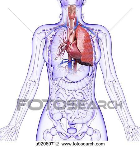 Drawing - Human cardiovascular system, artwork. Fotosearch