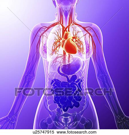 Stock Illustration - Human cardiovascular system, artwork. Fotosearch