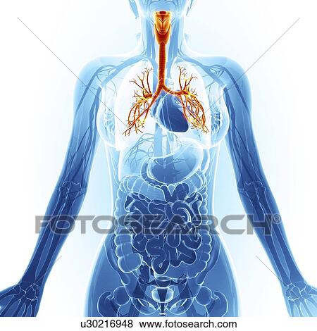 Human cardiovascular system, artwork View Large Illustration Stock Illustration - Human cardiovascular system, artwork. Fotosearch