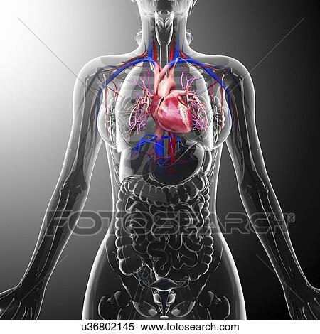 Stock Illustration - Human cardiovascular system, artwork. Fotosearch