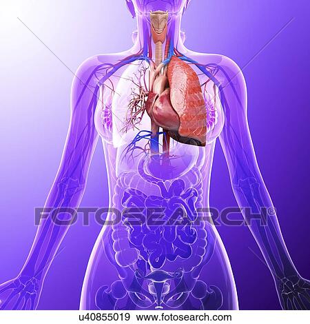 Stock Illustration - Human cardiovascular system, artwork. Fotosearch