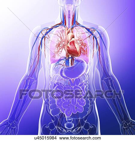 Stock Illustration - Human cardiovascular system, artwork. Fotosearch