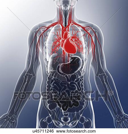 Human cardiovascular system, artwork View Large Illustration Stock Illustration - Human cardiovascular system, artwork. Fotosearch