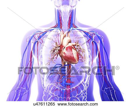 Human cardiovascular system, artwork View Large Illustration Stock Illustration - Human cardiovascular system, artwork. Fotosearch