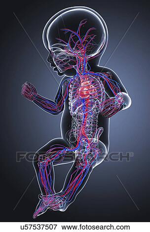 Stock Illustration - Human cardiovascular system, artwork. Fotosearch