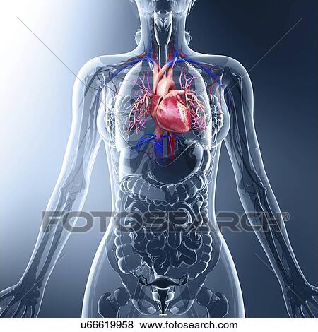 Stock Illustration - Human cardiovascular system, artwork. Fotosearch