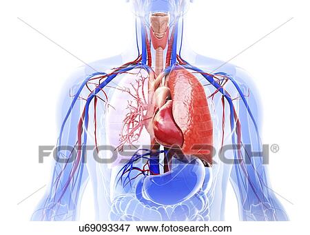 Stock Illustration - Human cardiovascular system, artwork. Fotosearch