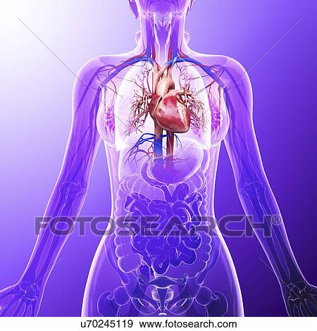 Stock Illustration - Human cardiovascular system, artwork. Fotosearch