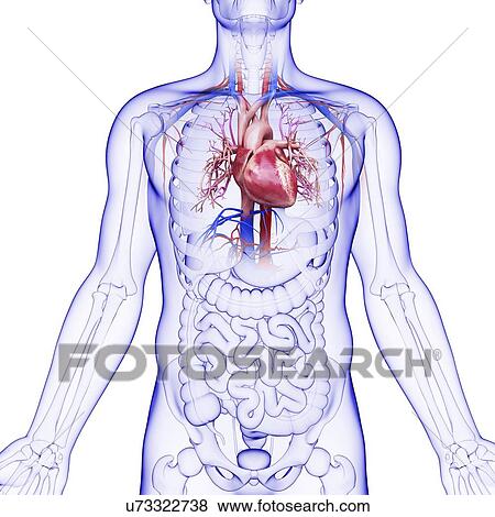 Human cardiovascular system, artwork View Large Illustration Stock Illustration - Human cardiovascular system, artwork. Fotosearch