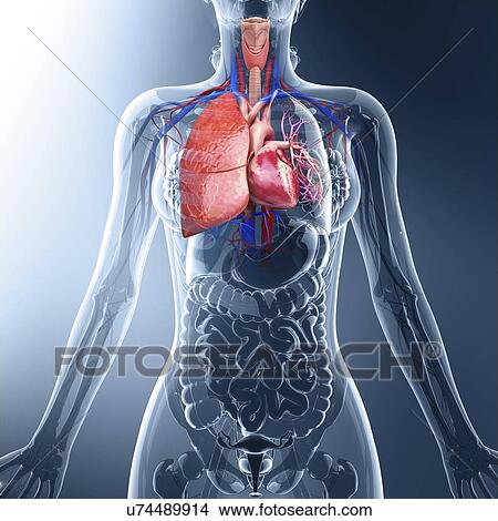 Stock Illustration - Human cardiovascular system, artwork. Fotosearch