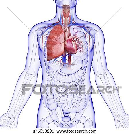 Human cardiovascular system, artwork View Large Illustration Stock Illustration - Human cardiovascular system, artwork. Fotosearch