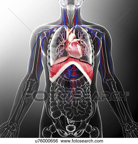 Human cardiovascular system, artwork View Large Illustration Stock Illustration - Human cardiovascular system, artwork. Fotosearch