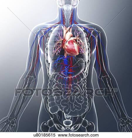 Stock Illustration - Human cardiovascular system, artwork. Fotosearch
