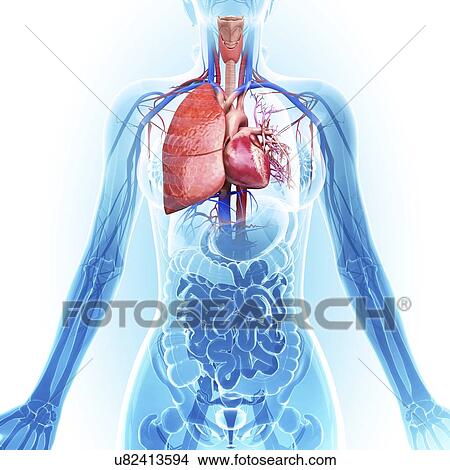 Stock Illustration - Human cardiovascular system, artwork. Fotosearch