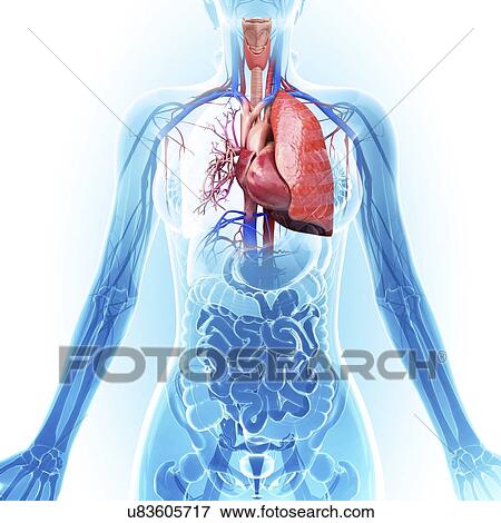 Human cardiovascular system, artwork View Large Illustration Stock Illustration - Human cardiovascular system, artwork. Fotosearch