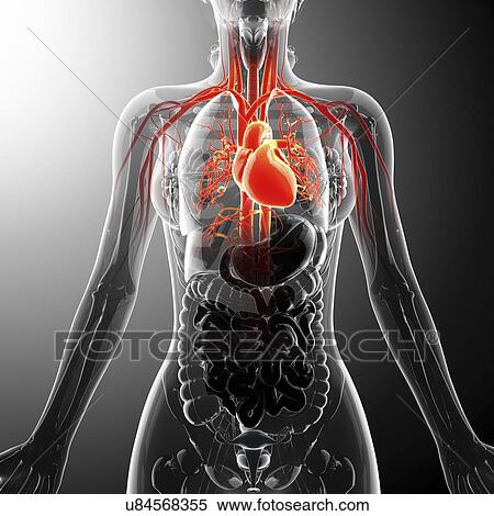 Human cardiovascular system, artwork View Large Illustration Stock Illustration - Human cardiovascular system, artwork. Fotosearch