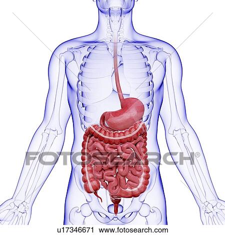 Clip Art - Human digestive system, artwork. Fotosearch