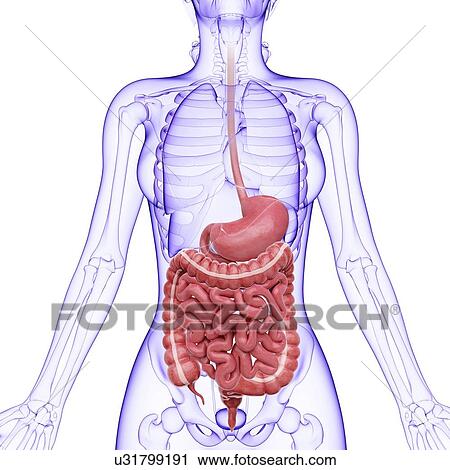 Clip Art - Human digestive system, artwork. Fotosearch