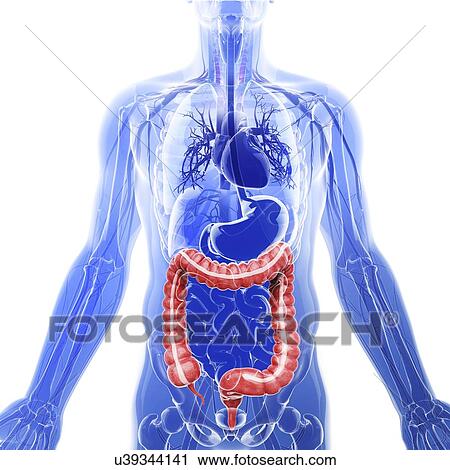 Human digestive system, artwork View Large Illustration Clip Art - Human digestive system, artwork. Fotosearch