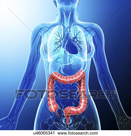 Clip Art - Human digestive system, artwork. Fotosearch