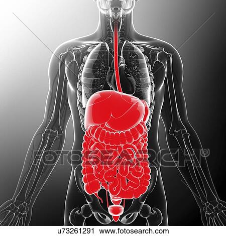 Clip Art - Human digestive system, artwork. Fotosearch