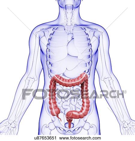 Human digestive system, artwork View Large Illustration Clip Art - Human digestive system, artwork. Fotosearch