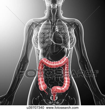 Human digestive system, artwork View Large Illustration Clipart - Human digestive system, artwork. Fotosearch