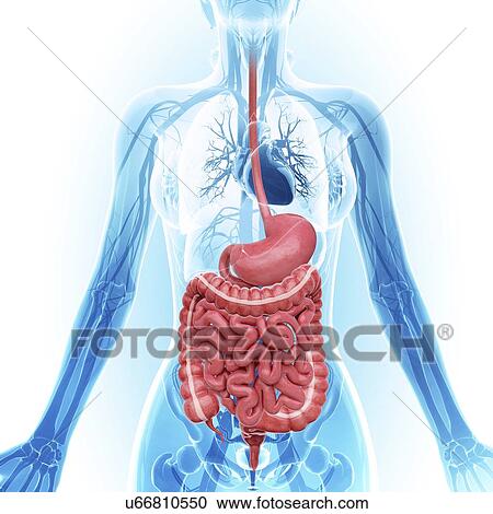 Clipart - Human digestive system, artwork. Fotosearch
