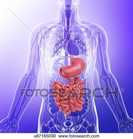 Clipart - Human digestive system, artwork. Fotosearch