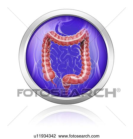 Human digestive system, artwork View Large Illustration Drawing - Human digestive system, artwork. Fotosearch