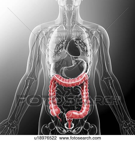 Drawing - Human digestive system, artwork. Fotosearch