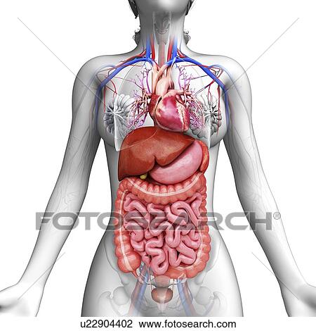 Drawing - Human digestive system, artwork. Fotosearch