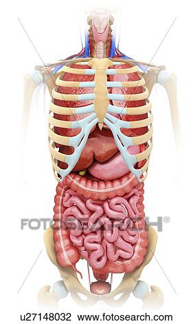 Drawing - Human digestive system, artwork. Fotosearch