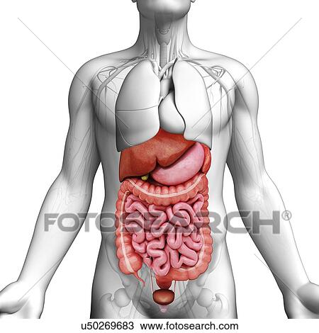 Drawing - Human digestive system, artwork. Fotosearch