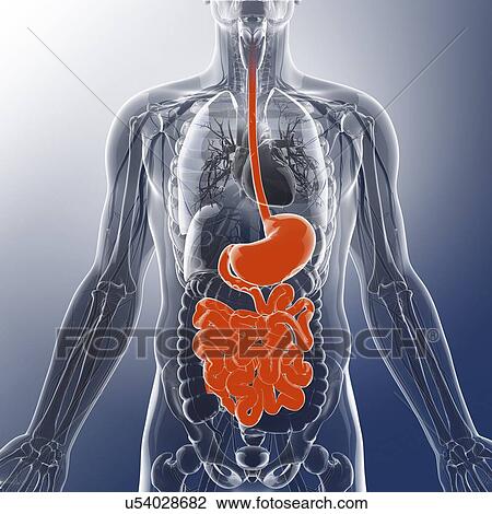 Drawing - Human digestive system, artwork. Fotosearch