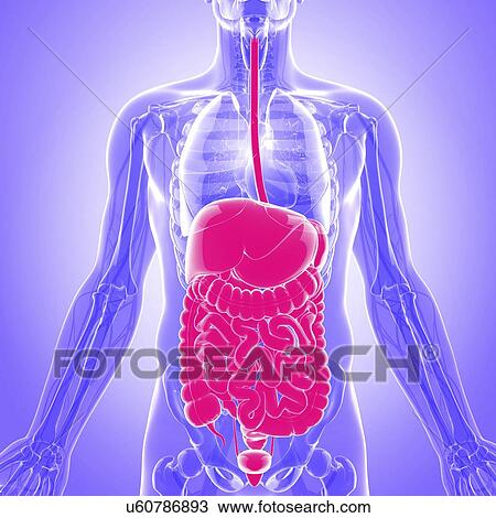 Human digestive system, artwork View Large Illustration Drawing - Human digestive system, artwork. Fotosearch