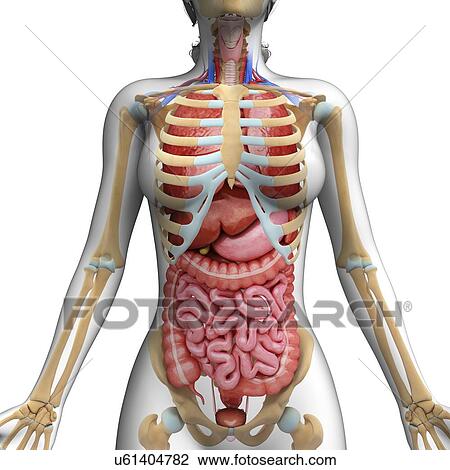 Drawing - Human digestive system, artwork. Fotosearch