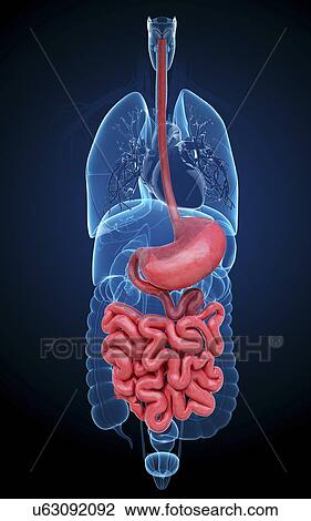 Human digestive system, artwork View Large Illustration Drawing - Human digestive system, artwork. Fotosearch